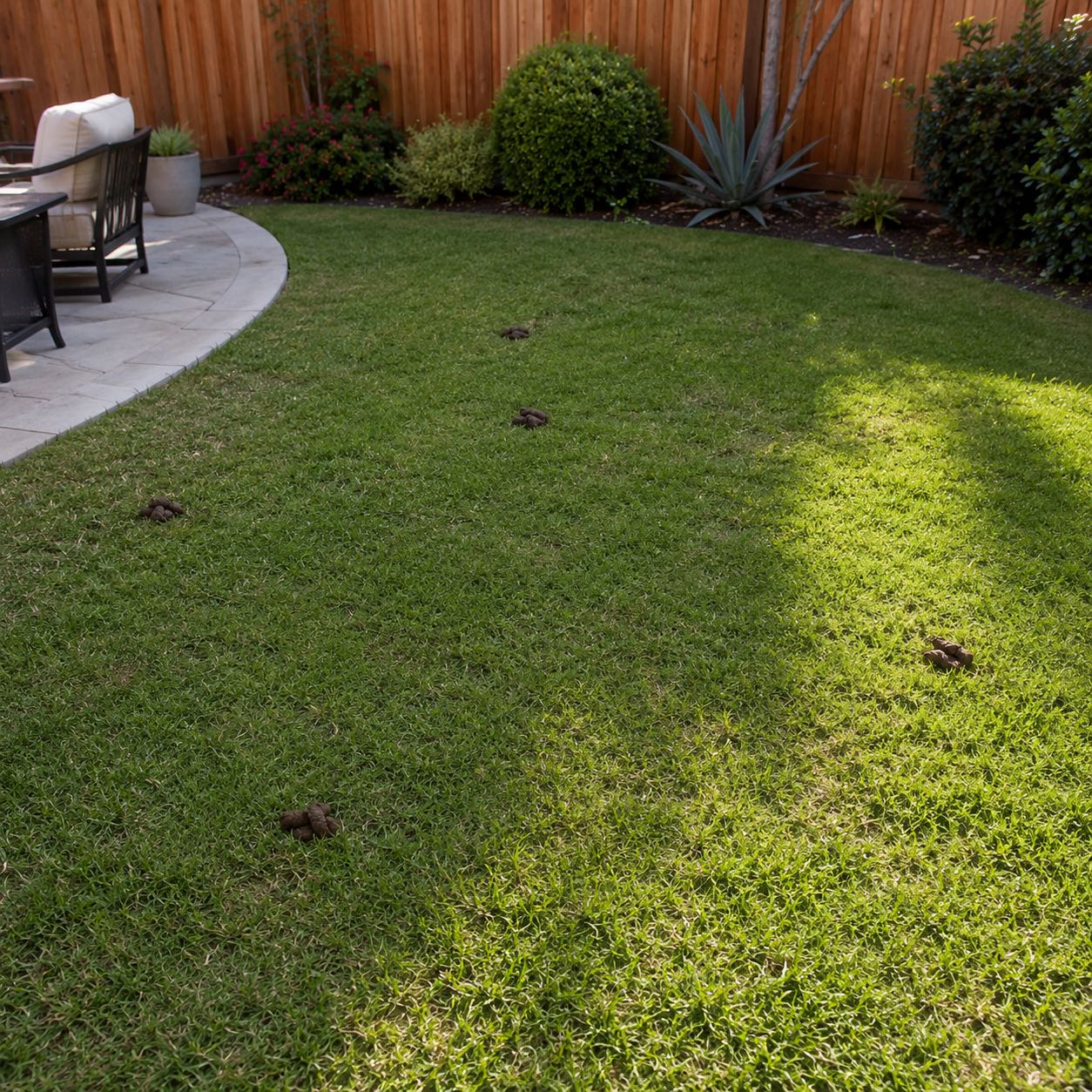 Yard before professional cleanup